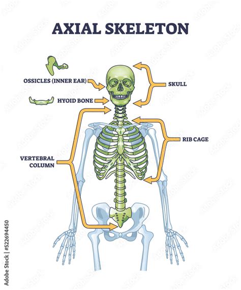 Axial Skeleton .